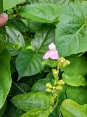 Canavalia cathartica