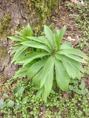 Helleborus viridis