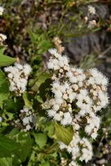 Ageratina petiolaris