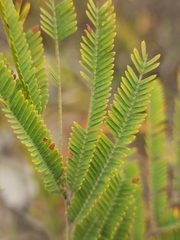 Senegalia berlandieri