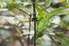 Gynacantha membranalis