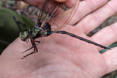 Gynacantha membranalis