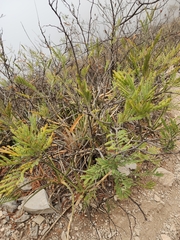 Senegalia berlandieri