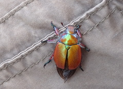 Anoplognathus hirsutus