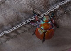Anoplognathus hirsutus