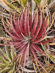 Hechtia glomerata