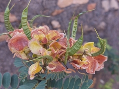 Caesalpinia pulcherrima