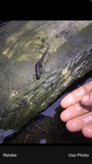 Pleurodelinae