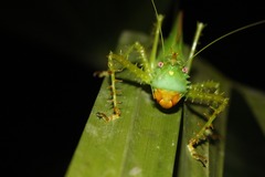 Panacanthus cuspidatus