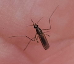 Aedes atlanticus
