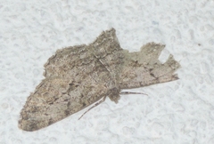 Peribatodes rhomboidaria