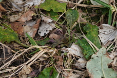 Pulmonaria