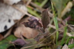 Pulmonaria