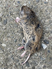 Thomomys