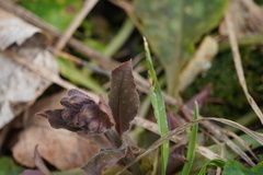 Pulmonaria