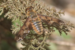 Poecilanthrax arethusa