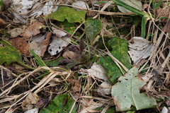 Pulmonaria