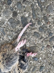 Thomomys