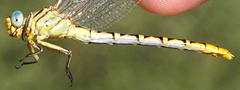 Stylurus intricatus