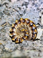Asiomorpha coarctata