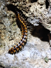 Asiomorpha coarctata