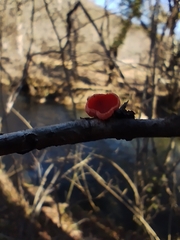 Sarcoscypha coccinea