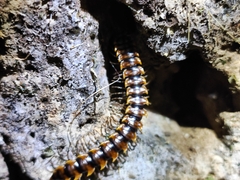 Asiomorpha coarctata