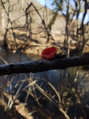 Sarcoscypha coccinea