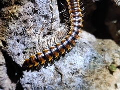 Asiomorpha coarctata