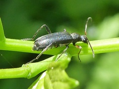 Grammoptera ruficornis