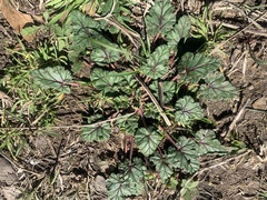 Erodium texanum