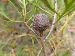 Isopogon