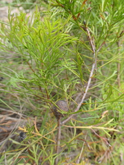 Isopogon
