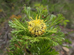 Isopogon