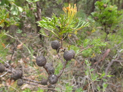 Isopogon
