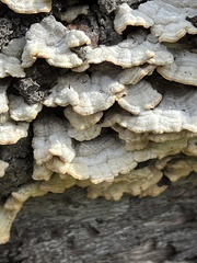 Trametes hirsuta