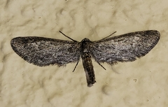 Glaucina interruptaria