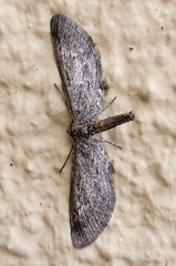 Glaucina interruptaria