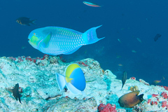 Chlorurus microrhinos