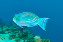 Chlorurus microrhinos