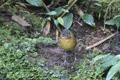 Grallaria haplonota