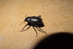 Blaps lusitanica