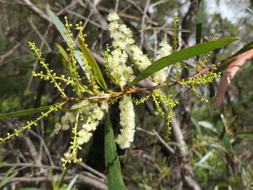 Image of Acacia obtusifolia by (c) Rafael Medina, some rights reserved (CC BY)
