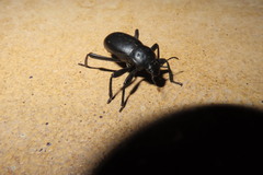 Blaps lusitanica