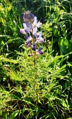 Lupinus angustifolius