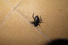 Blaps lusitanica