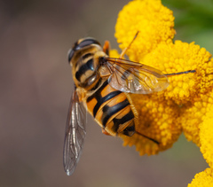 Myathropa