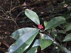 Phaleria octandra