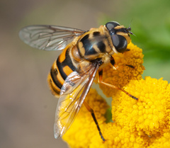 Myathropa