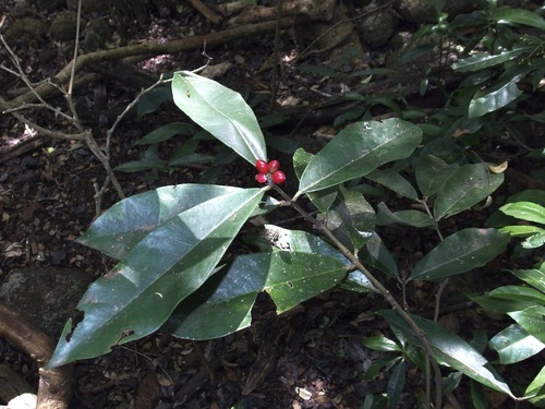 Phaleria octandra, photograph 1